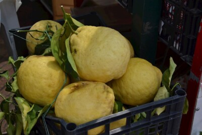 Limone Costa d'Amalfi  3 fresh cuttings, no roots- lemon imported/Italy
