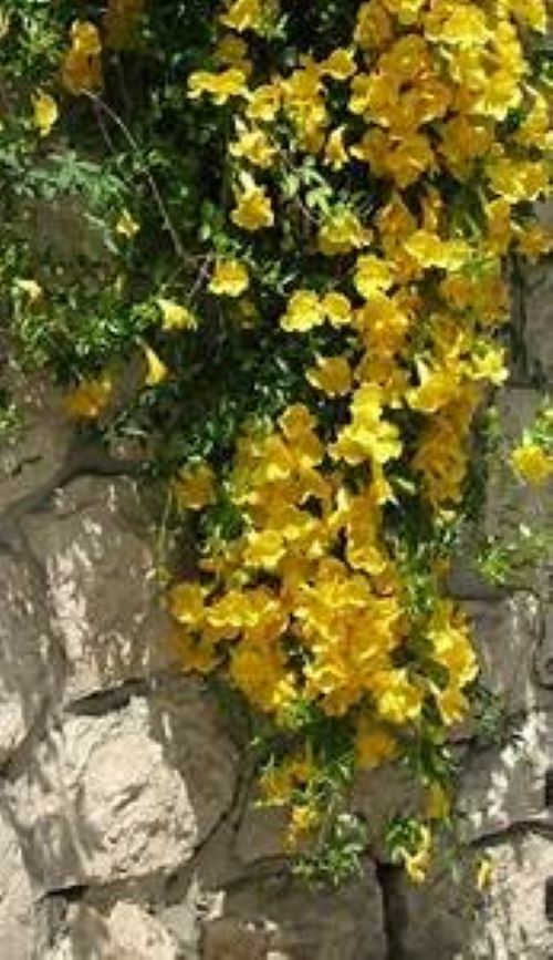 BIGNONIA "YELLOW" CROSSVINE*Rooted Starter Plant*USA SELLER*ATTRACTS BUTTERFLIES