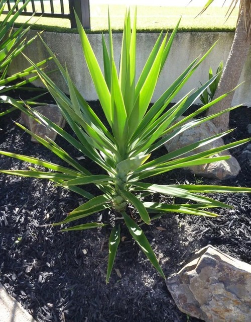 Fresh Healthy Yucca cuttings 80cm Plants Gumtree