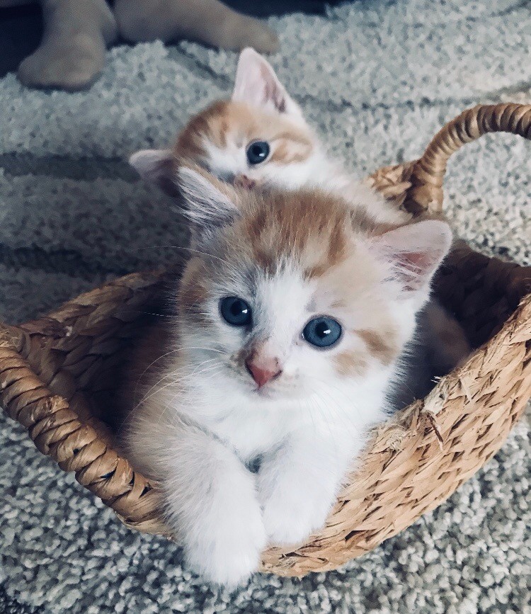 Female Kitten for Sale in Carterton, Oxfordshire Gumtree