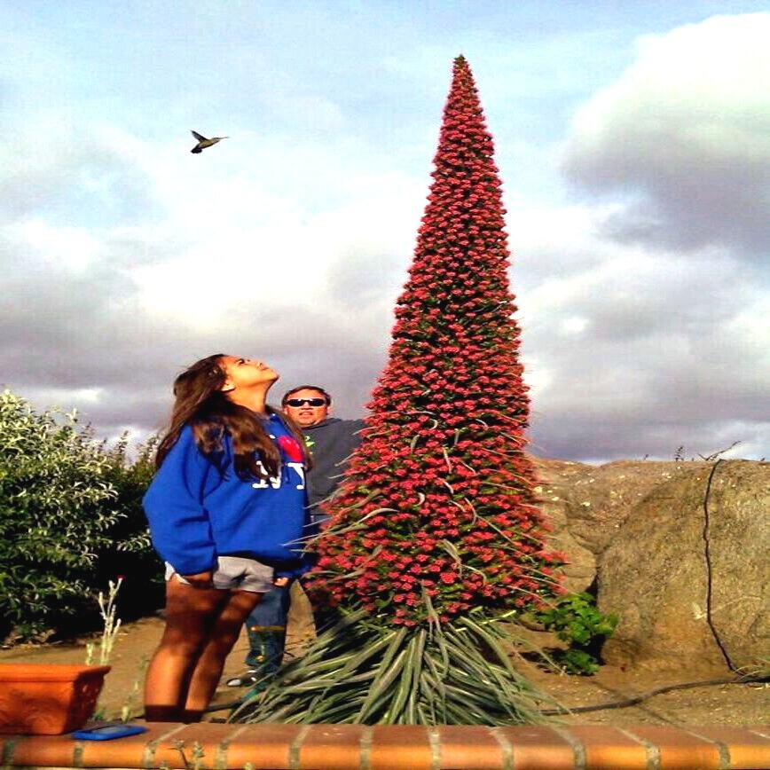 20 TOWER OF JEWELS SEEDS (Echium Wildpretii) Hummingbird Garden Flower Plant