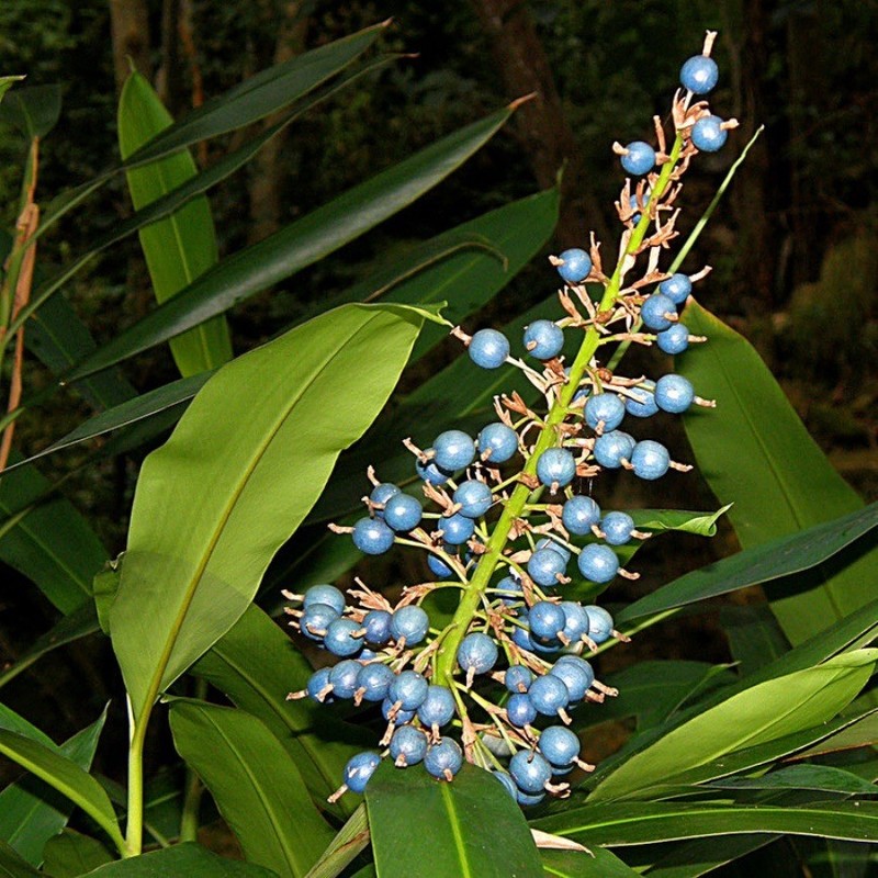 NATIVE GINGER (Alpinia caerulea) 30 seeds eBay