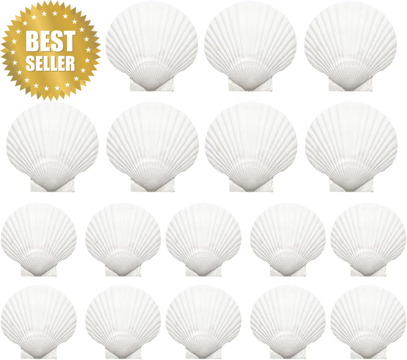 18PCS Natural White Scallop Shells,1.97