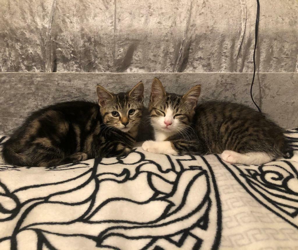 *ready now* Two OneinaMillion kittens for sale in South Shields
