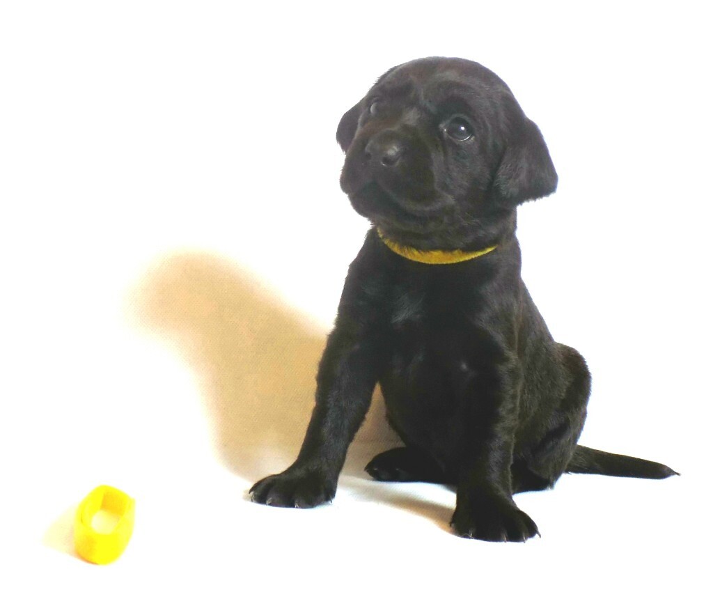 ***SOLD***Pedigree Black Labrador Puppies for sale in Castle Douglas