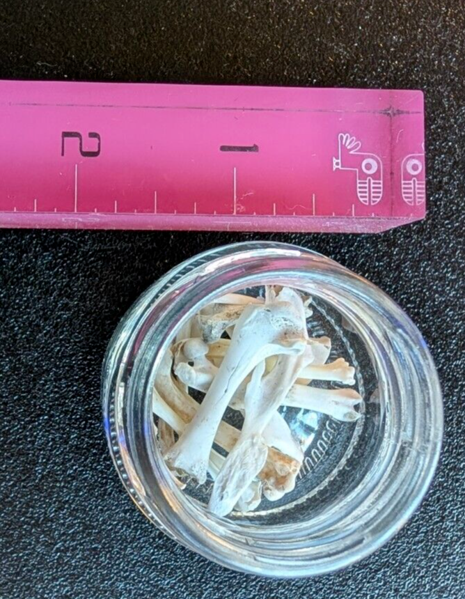 30 to 35 Owl Pellet Bones in a Small Glass Jar and a Bone Identification Chart.