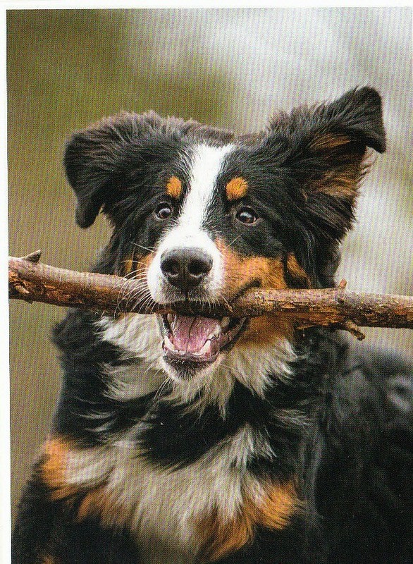 * Berner Sennenhund  * Bernese Mountain  Dog   * Postkarte  *  Postcard  # 9