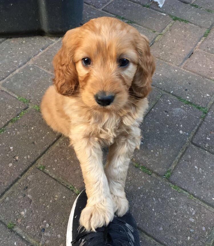 Only one apricot F1 cockapoo puppy left for sale in Great Barr, West