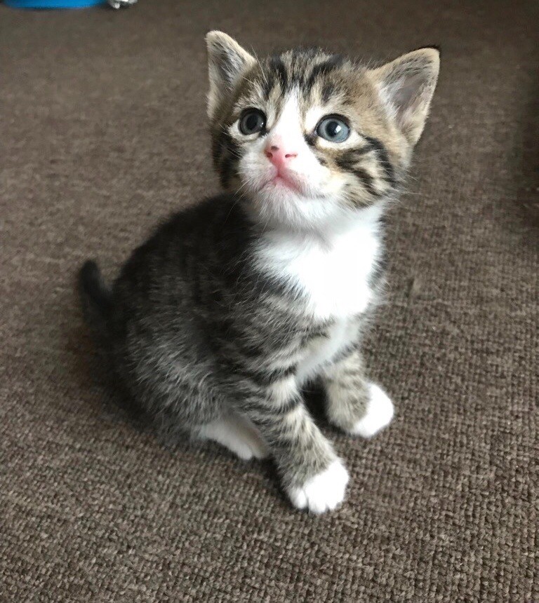 Male kitten in Worthing, West Sussex Gumtree