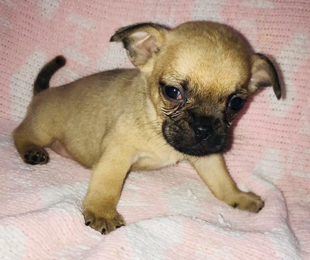 Baby frug puppies (FrenchBulldogxpug) in Epsom, Surrey Gumtree
