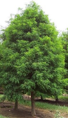Bald Cypress Tree ( Taxodium ) - Live Plant - ( 2.5 QT ) - 24-30 Inches Tall