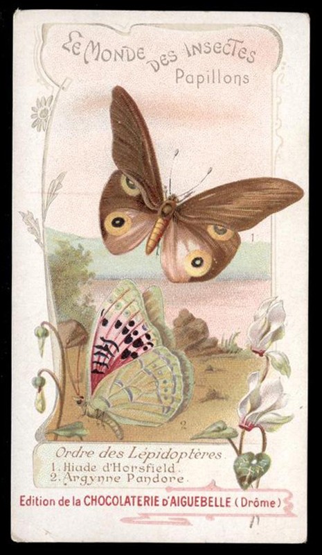 Chromo Aiguebelle-Le Monde Des Insectes Papillons Hiade D'Horsfield-Argynne Pand