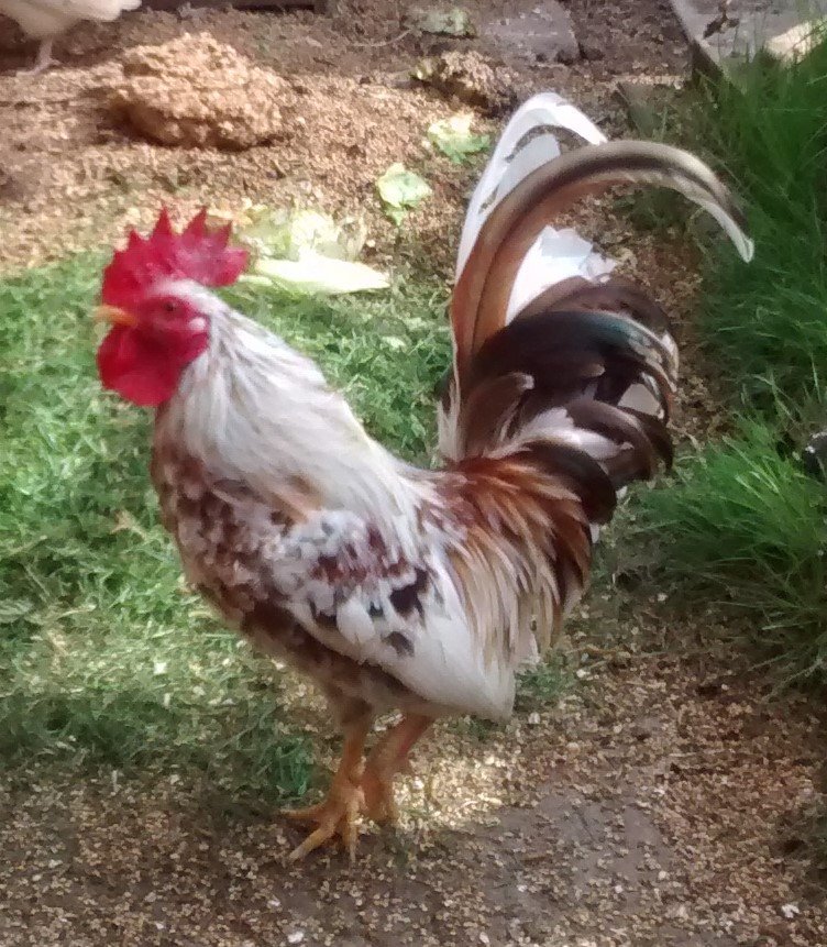 1 Pair Of Serama Chickens In Kings Lynn Norfolk Gumtree