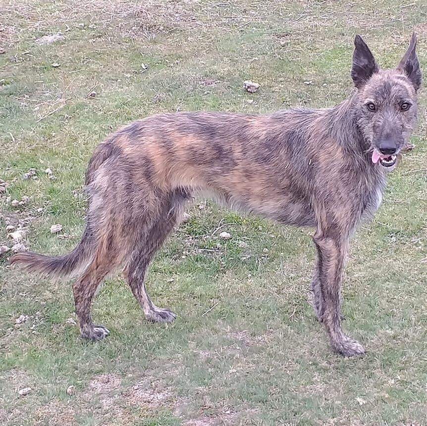 Collie x greyhound in Hythe, Hampshire Gumtree