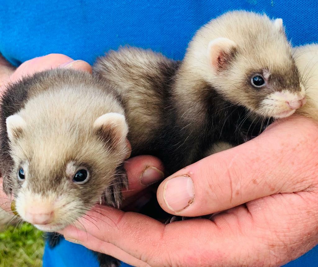 Micro X Ferret Kits Ready to Leave in Gateshead, Tyne and Wear