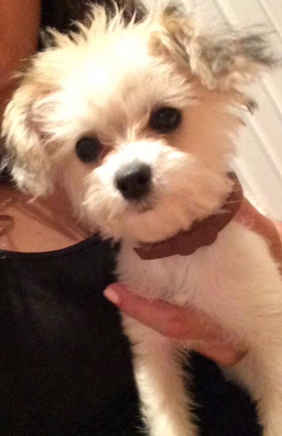 Chipoo puppy chihuahua x toy poodle in Childwall, Merseyside Gumtree