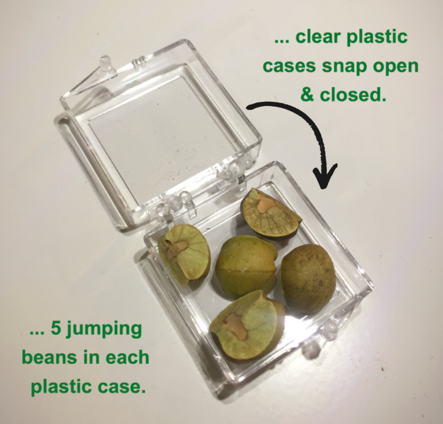 15 Mexican Jumping Beans. 3 Cases With 5 Beans In Each Case & Racing Game