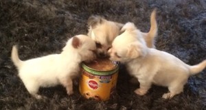 Purebred Long Haired Chihuahua Puppies Dogs Puppies Gumtree