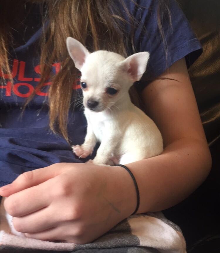 Chihuahua puppies for sale in Dromara, County Down Gumtree