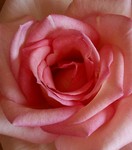 rosaleene