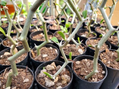 Decarya madagascariensis - Zig Zag Plant - Madagascar - 1 Rooted Single Branch