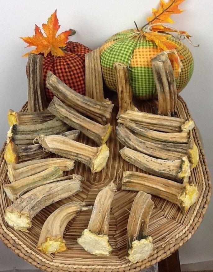 Pumpkin Stems 20 Excellent Quality Naturally Dried 3