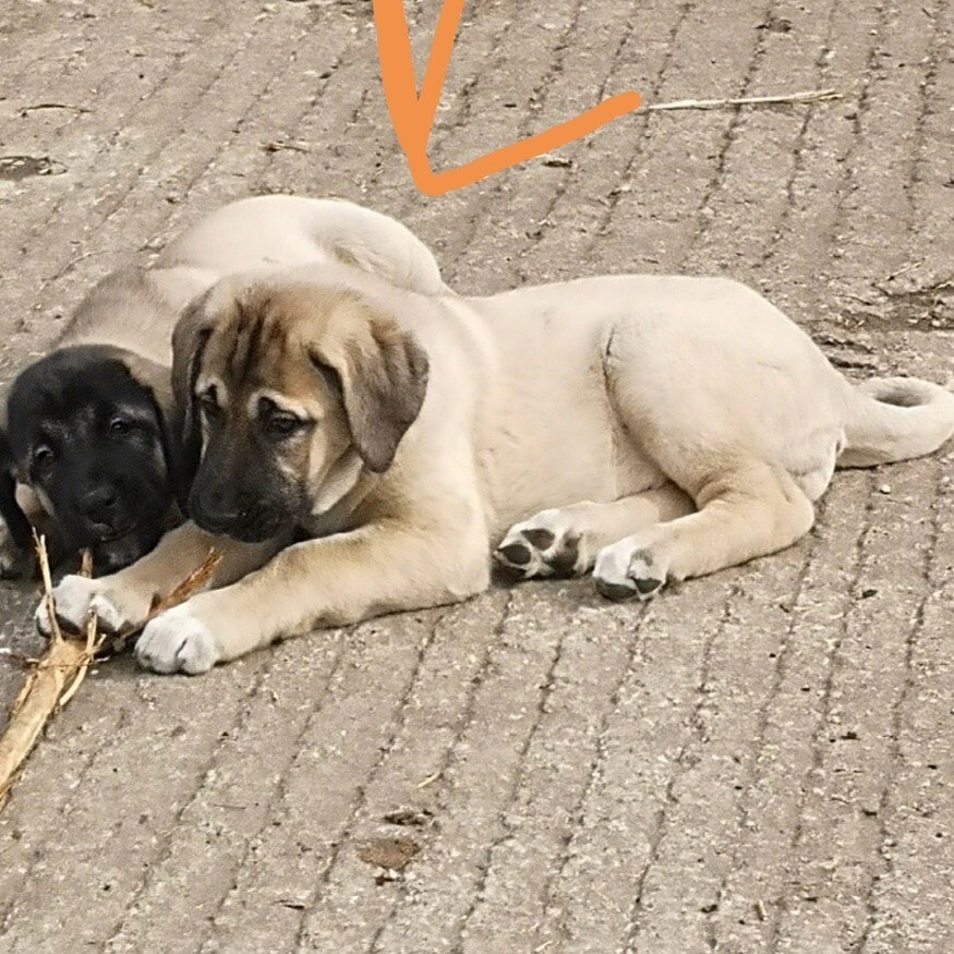 Turkish Kangal Puppies in Bradford, West Yorkshire Gumtree