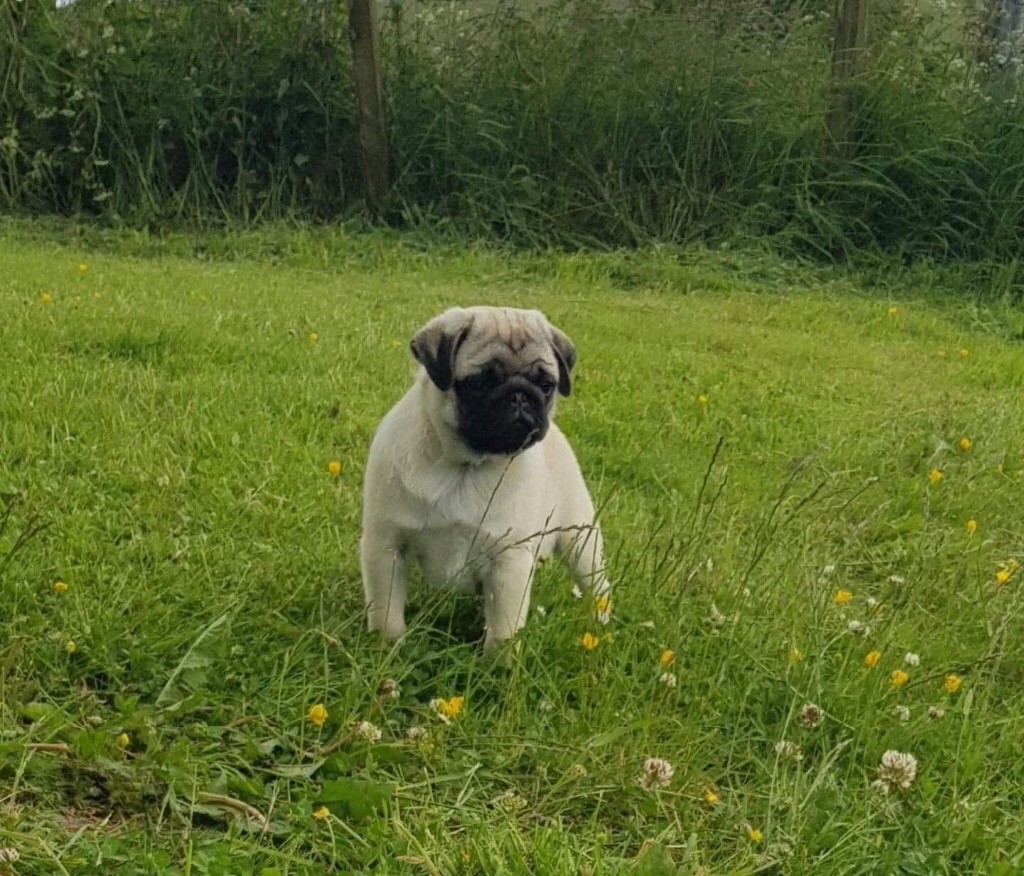 Chunky Pug Puppy in Corstorphine, Edinburgh Gumtree