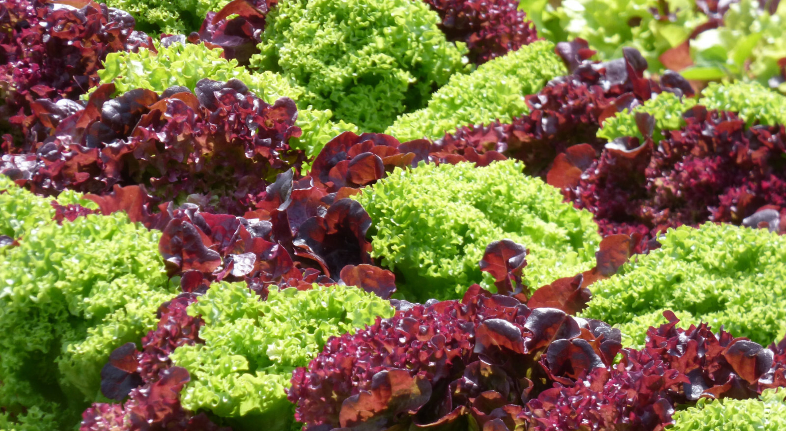1000 SAMEN BUNTE SALAT MISCHUNG EISBERGSALAT PFLÜCKSALAT KOPFSALAT MIX