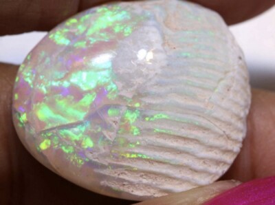 Opalised Clam Shell Fossil from Lightning Ridge, Australia