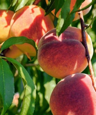 Contender Peach Fruit Tree | Bare-root