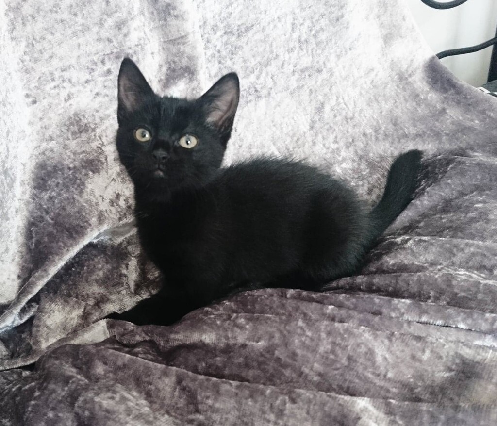 2 kittens left 🌸 Kittens for sale ️🌸 adorable cheerful cute bab