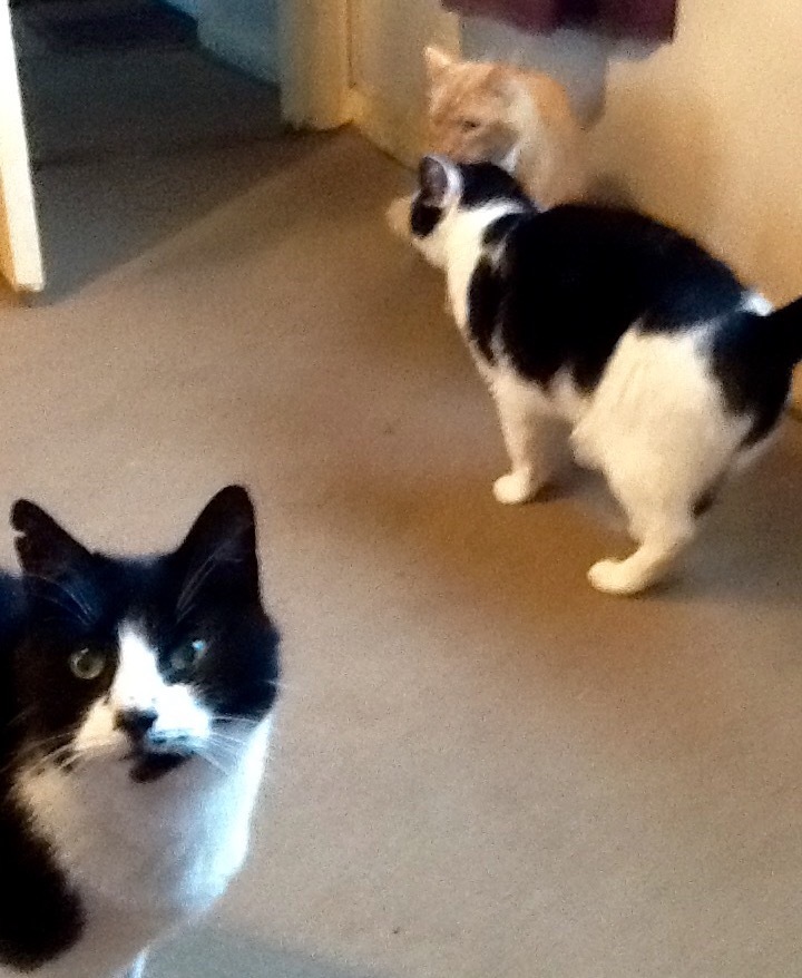 3 neutered Tom cats that need their forever homes. Can go together or