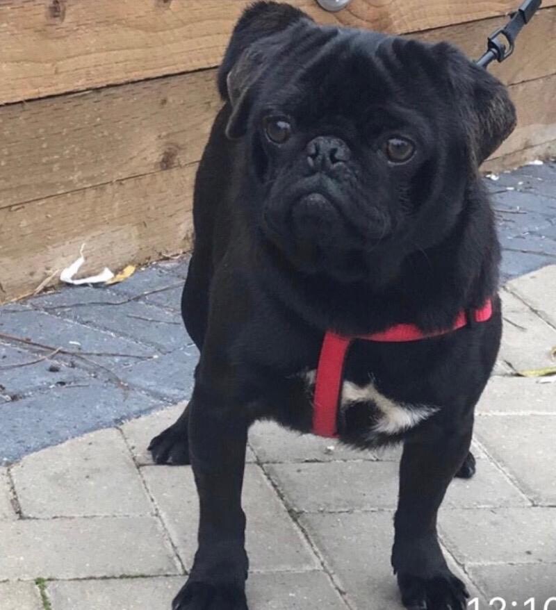 Lovely black male pug in Chelmsford, Essex Gumtree