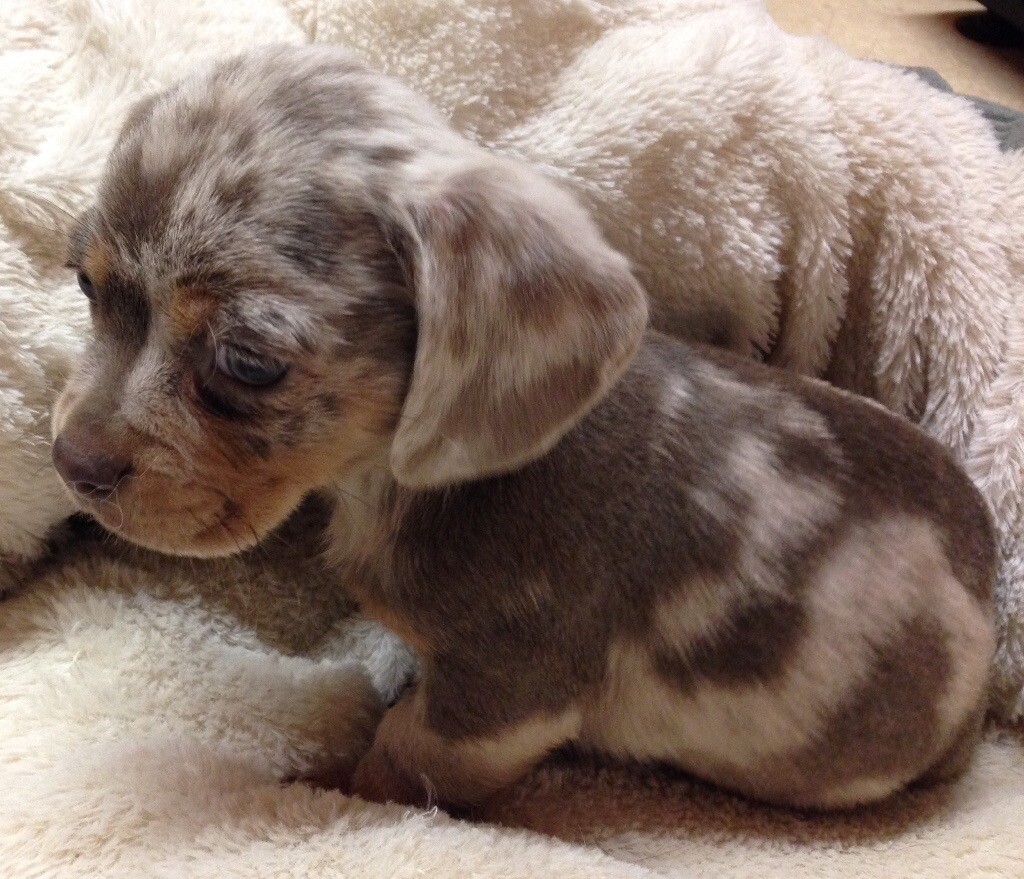 Loving dachshund x pug pups for sale in Boreham, Essex Gumtree