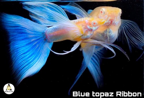 グッピー年鑑　GUPPY BASE-BOOK VOL.1 & 2 グッピー年鑑 GUPPY BASE-BOOK VOL.1 & 2 Amazon.co.jp