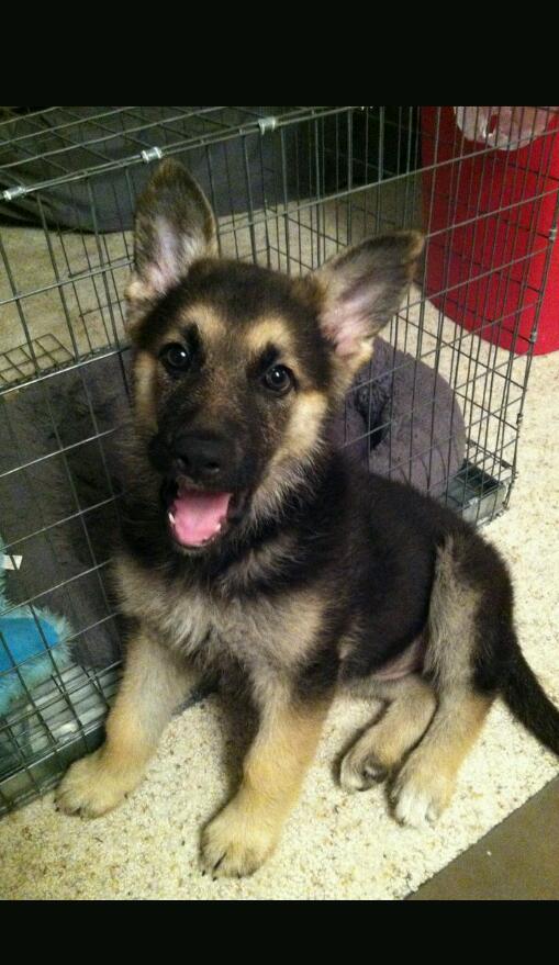 Alsatian pup for sale, free to a loving home in Victoria Park, Bristol Gumtree