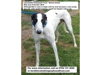 Greyhound Dogs Pets Gumtree