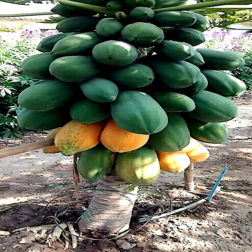 20 "DWARF SOLO WAIMANALO TREE SEEDS" (Carica Papaya) Fast Fruit Houseplant