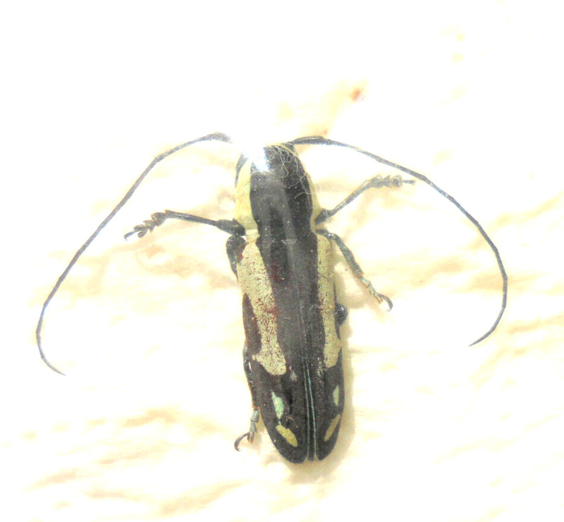 Tragocephala  Mniszechi  Forme  F A 1