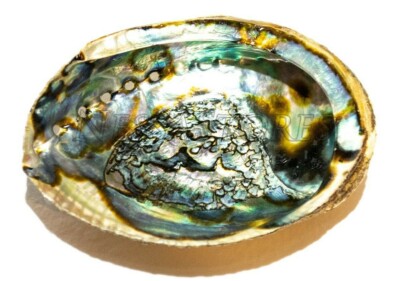 3/" #7116 2 1//2/" 50 PCS NATURAL RED ABALONE SEA SHELL ONE SIDE POLISHED