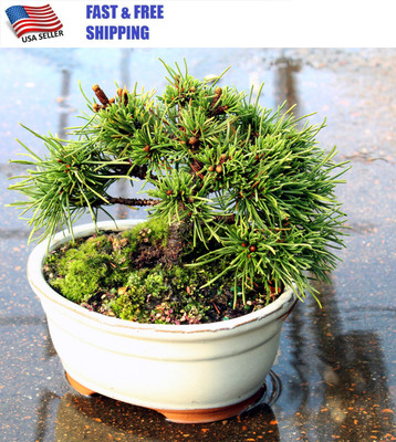 Live Dwarf Mugo Pine Bonsai Tree, 4 Years Old, Outdoor, Tropical Bonsai Plant