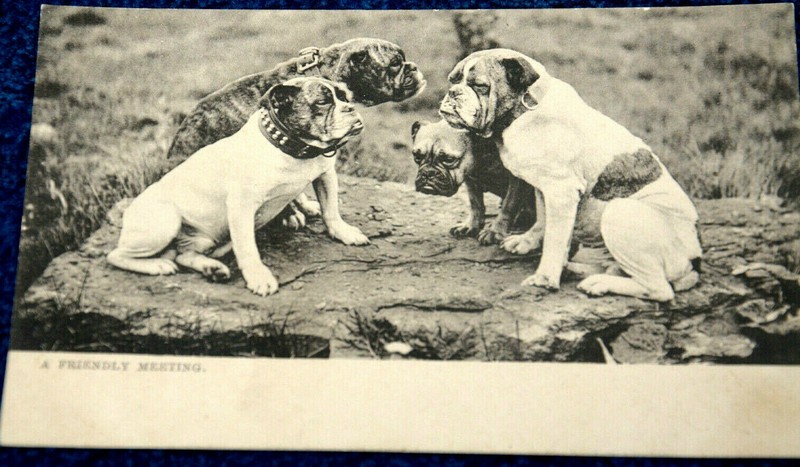 53423 Ak Bulmastiff 4 Chiens Dans Un Champ Vers 1920 Une Rencontre Amicale