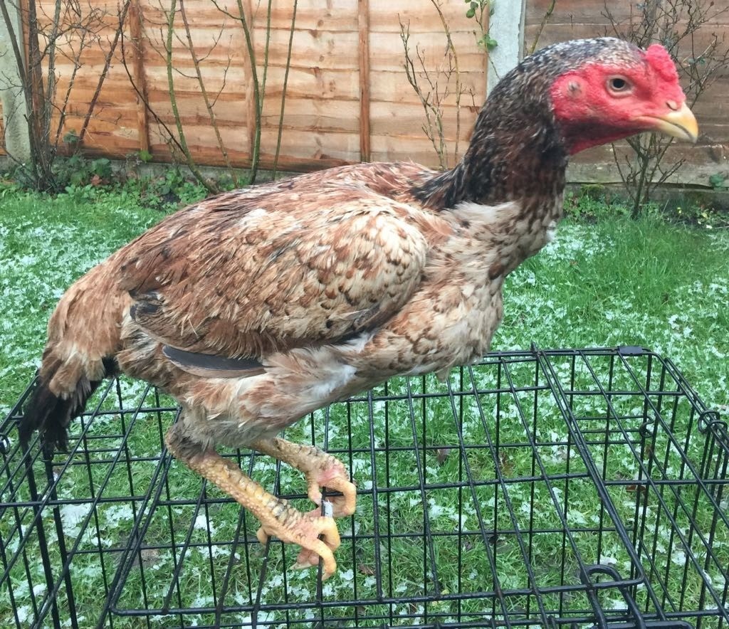 Pure aseel hen for sale in Birmingham, West Midlands Gumtree