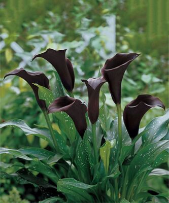 Odessa Black Calla Lily Flower Bulb Pretty Flowers, Check