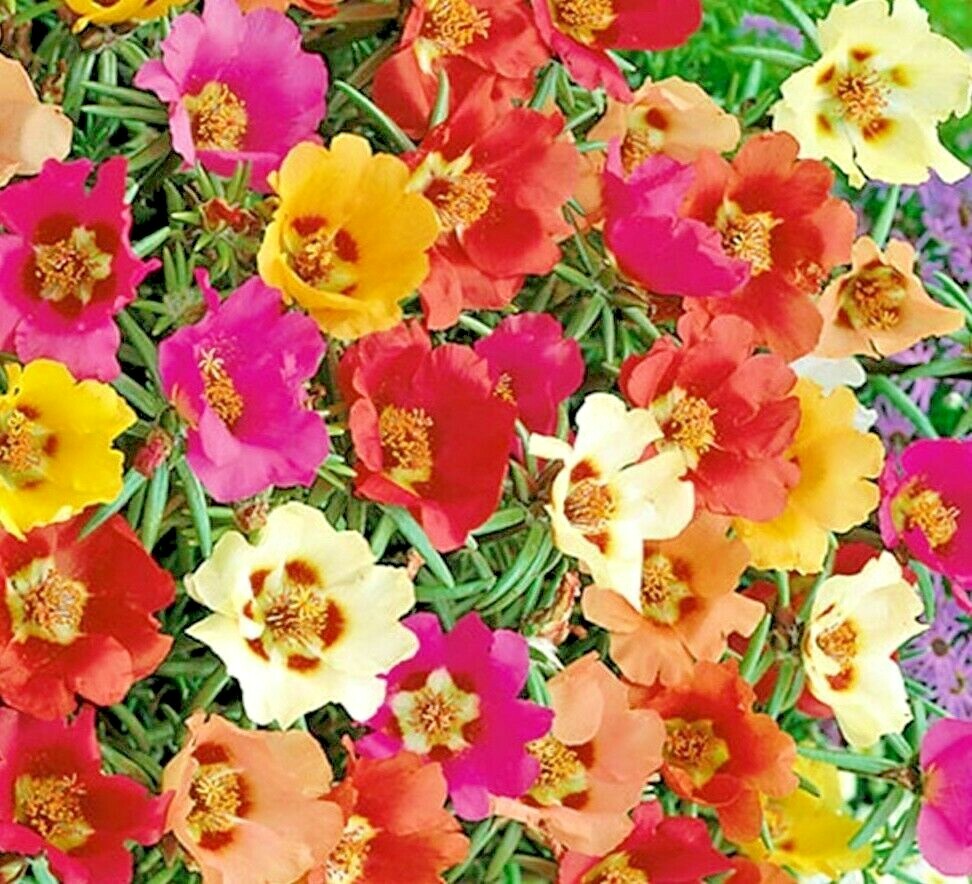 3000+ MOSS ROSE GRANDIFLORA SEEDS SPRING MIX FLOWERS GROUNDCOVER BUTTERFLIES USA