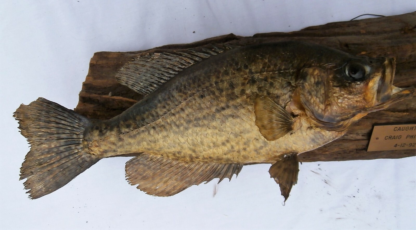 Vintage 2 Crappies on Wood Live Skin Wall Mount