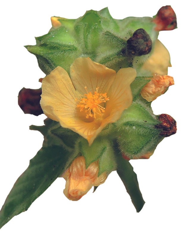 Bala / Sandmalve Kapseln (Sida CordifoliaÂ ) - 100 % Vegan