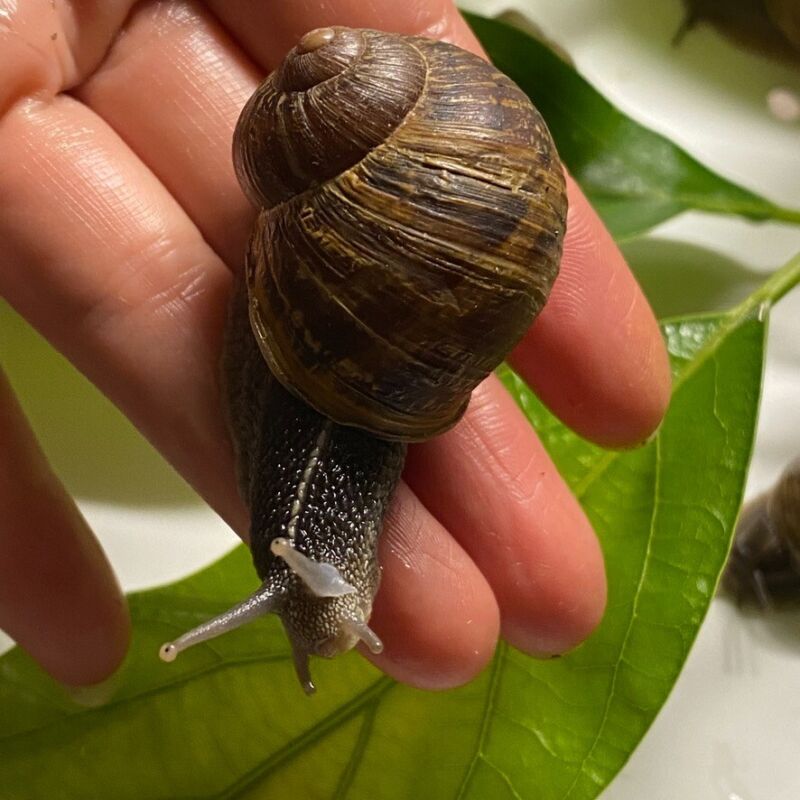 Live Land Garden Snails Pet Cornu aspersum Maxima Big Gray XLarge