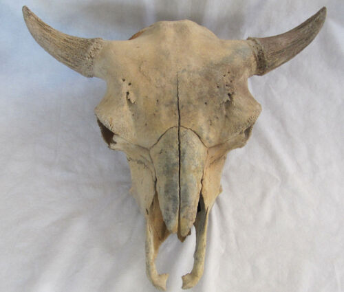 Buffalo Skull Bison Native American Natural History Old Fossil Artifact Decor